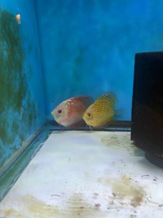 Discus fish 1