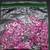Rare 100 +/- 5 Medium Pink Can Tabs for Crafting 4 thumbnail