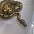 Ball Python 1 thumbnail