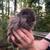 Bunnies - Holland Lop / Lionhead Mix - Rabbits 11 thumbnail