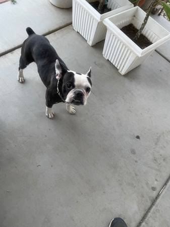 Boston terrier macho casi 2 años (Palmdale)63893601449347120
