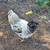 Chickens 5 thumbnail