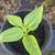 Free living sweet basil plants 1 thumbnail