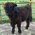 Mini Cattle 3 thumbnail