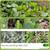 Eiko's Annual Plants/Flowers/Trees Sale $1 and up 24 thumbnail
