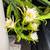 10-year established WHITE dragon fruit plants 16 thumbnail