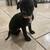 150 rehoming  8 week female bully/pit 1 thumbnail