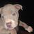 Pitbull pups 5 thumbnail