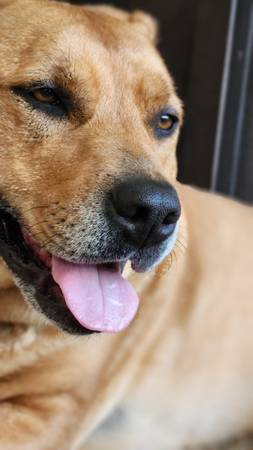 Re-home our dog 1