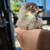 Chicks 2 thumbnail