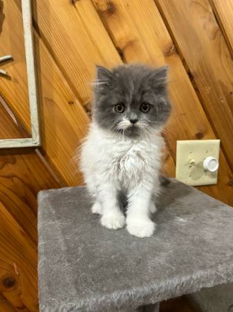 Gatitos cruce Himalaya para reubicar (Remsen)63840149884673121