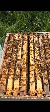 Honey bees colonies, 5 frames 1