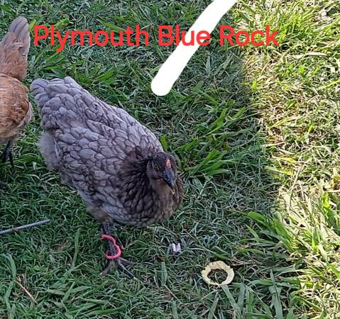 7 FULL BLOOD PULLETS - $15 (Vinemont/Jones Chapel)63470918858499123
