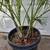 Sugar Cane Palms /// Chrysalidocarpus (Dypsis) baronii -- 5/15 gallon 9 thumbnail