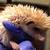 Rehoming hedgehogs Available for Christmas 2 thumbnail
