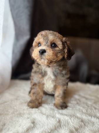 Toy Poodle Puppies (Dothan)63611946149761123