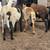 6 month old rams 1 thumbnail