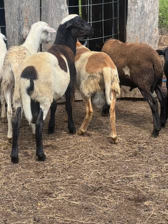 6 month old rams 1