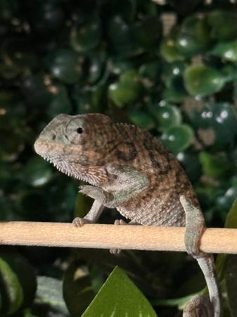 Panther chameleons (Pasadena)63859316837377121