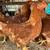 Red Sex Link Pullets 1 thumbnail