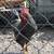 Roosters 1 year old 4 thumbnail