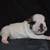 English Bulldog pup 7 thumbnail