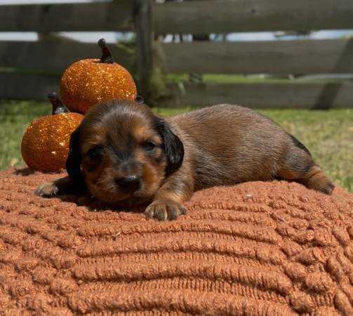 AKC long haired Dachshund Puppies63936142275202121