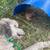 Bunnies 8 thumbnail