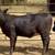 3 Brangus heifers GENTLE 13 thumbnail