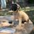 Cane corso puppies 5 thumbnail