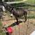 Miniature donkey 2 thumbnail