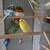 4 parakeets with cage 2 thumbnail