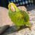 Double yellow amazon parrot 3 thumbnail