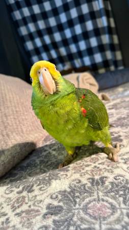 Double yellow amazon parrot (Worcester)64317642813057122