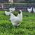 Organic-fed Free-Range Young Roosters Buy 3 Silkie Roosters Get 1 Free 1 thumbnail