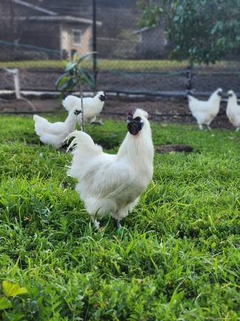 Organic-fed Free-Range Young Roosters Buy 3 Silkie Roosters Get 1 Free 1