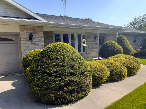 Cheap bush trimming offered 1