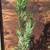 Live wall Leyland Cypress 2 thumbnail