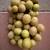 Large-Fruit Longan Tree 龍眼果樹 for Sale 4 thumbnail