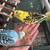Budgie/parakeet 3 thumbnail