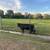 Brangus Heifer/Cow 2 thumbnail