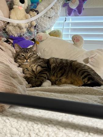 5 year old cat in need of fostering (mountain view)63862000967427120