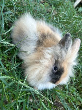 Rabbit 1