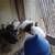 Peacocks/chick's 18 thumbnail