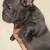 M-Frenchie 3 thumbnail