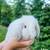 Mini Lop Bunny 1 thumbnail
