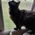Long haired tortoiseshell 1 thumbnail