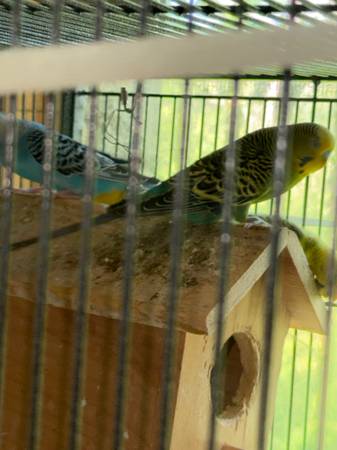 Parakeets 1
