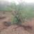 Mesquite Trees 5 thumbnail