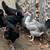 Olive Egger and Easter Egger Hens Chickens 4 thumbnail